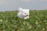 BICHON FRISE 218